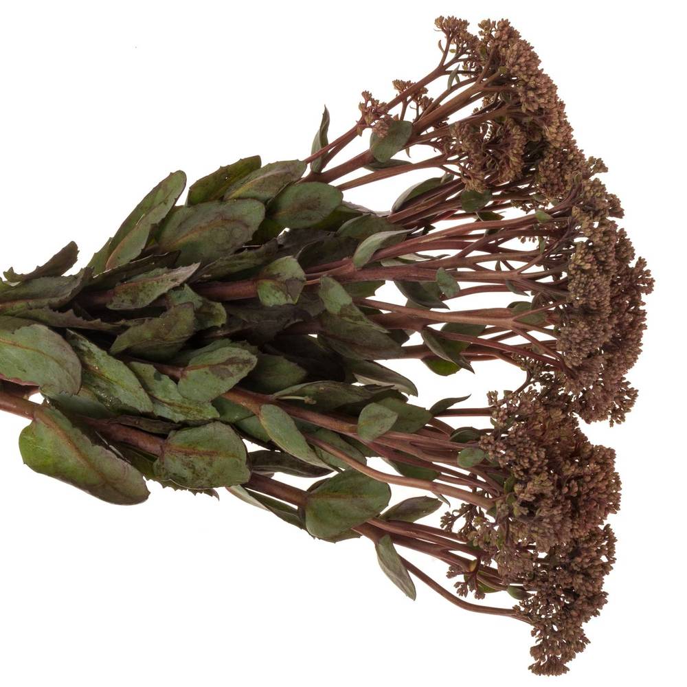 Sedum rosa/rot Matrona 55cm