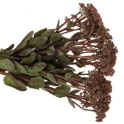 Sedum rosa/rot Matrona 55cm