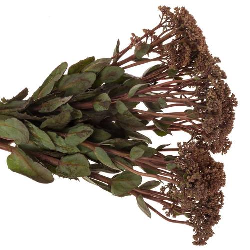 Sedum rosa/rot Matrona 55cm