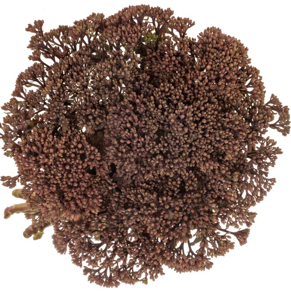 Sedum rosa/rot Matrona 55cm