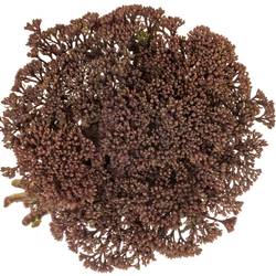Sedum rosa/rot Matrona 55cm