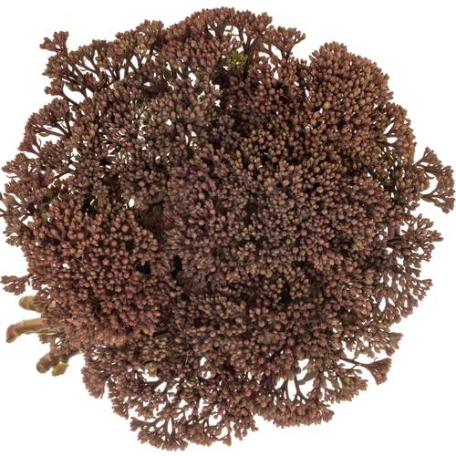 Sedum rosa/rot Matrona 55cm