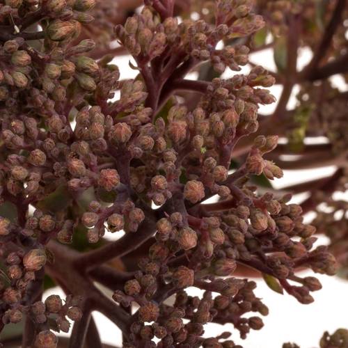 Sedum rosa/rot Matrona 55cm