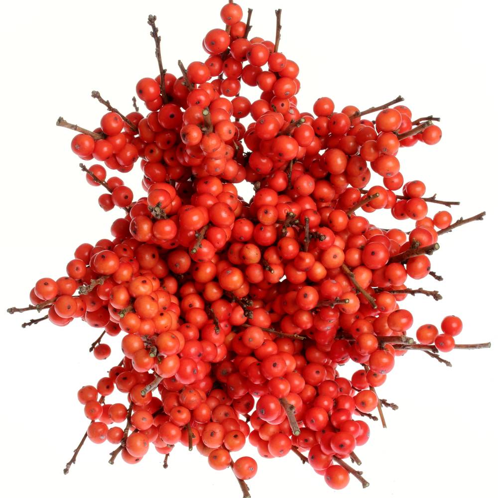 Ilex orange Magical Time 30cm