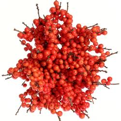 Ilex orange Magical Time 30cm