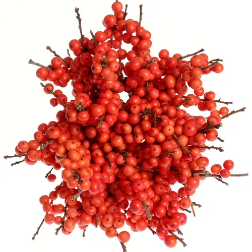 Ilex orange Magical Time 30cm
