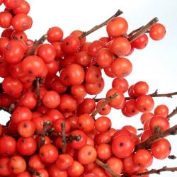 Ilex orange Magical Time 30cm