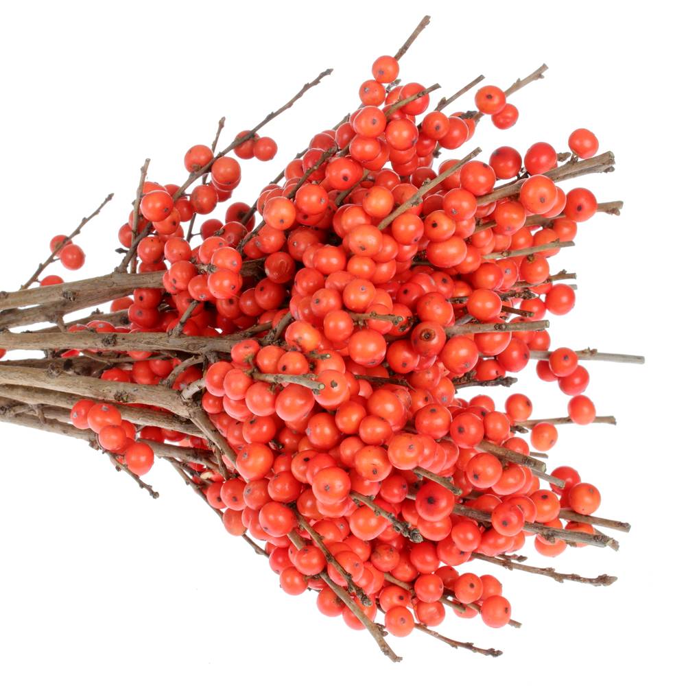 Ilex orange Magical Time 30cm