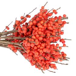 Ilex orange Magical Time 30cm