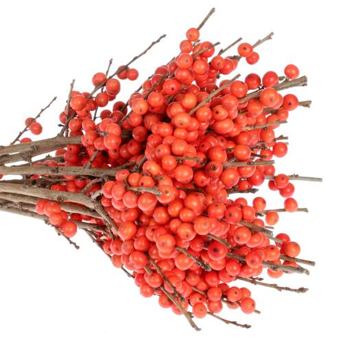 Ilex orange Magical Time 30cm