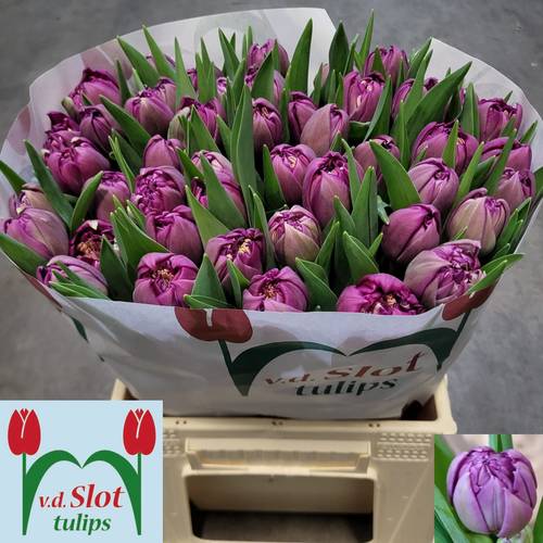 Tulpe lila Gefuellt ubrige  44Gramm