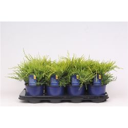 Juniperus Pfitzeriana Gold Coast T13 H020