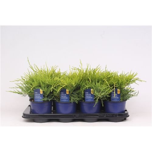 Juniperus Pfitzeriana Gold Coast T13 H020