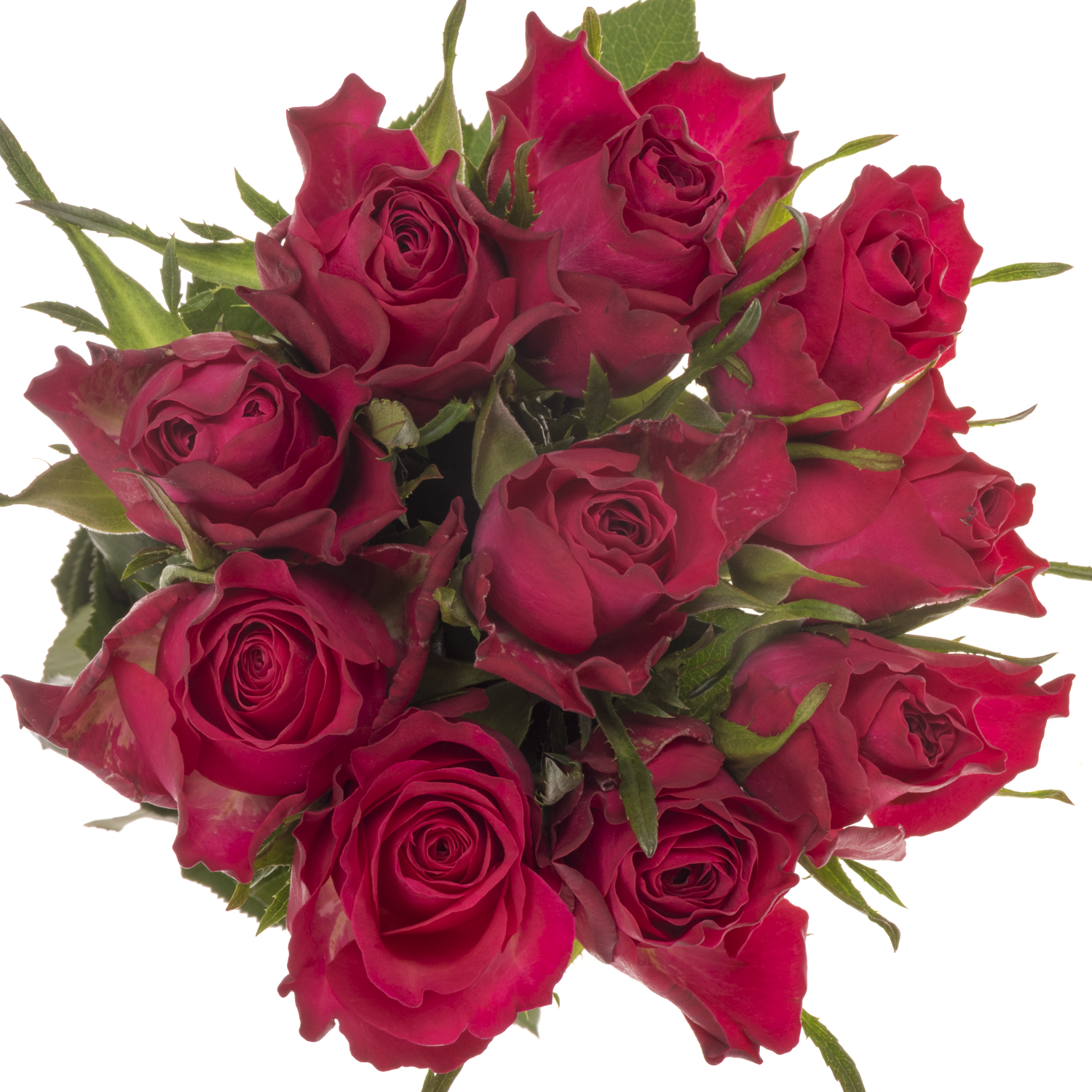 Rose fuchsia Tatjana 60cm