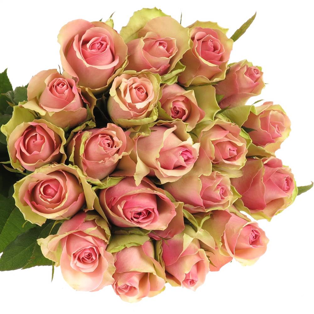 Rose rosa Belle Rose 70cm