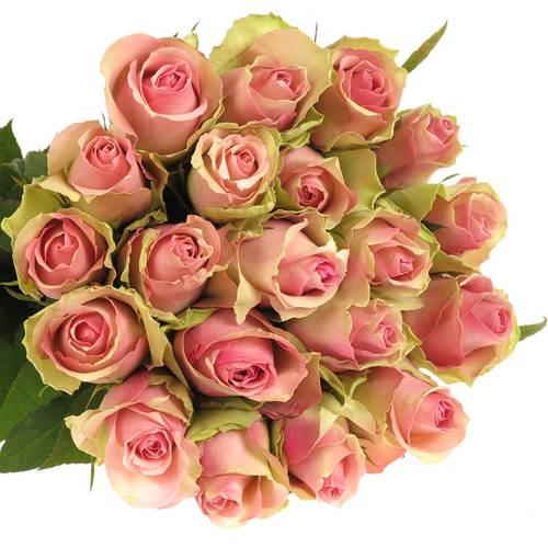 Rose rosa Belle Rose 70cm