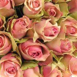 Rose rosa Belle Rose 70cm