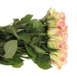 Rose rosa Belle Rose 70cm