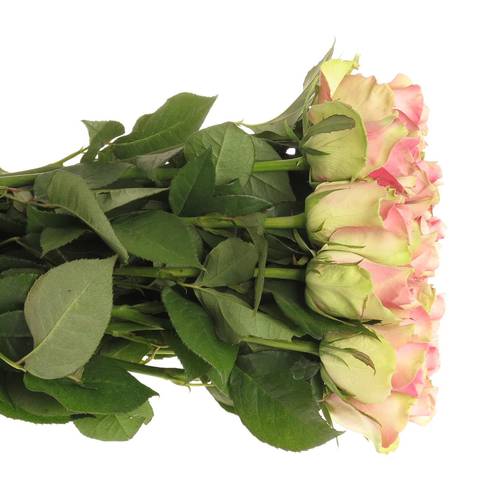 Rose rosa Belle Rose 70cm