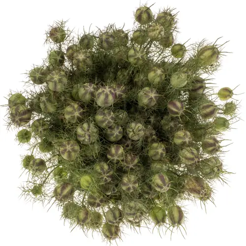Nigella hell grün/rot Kapsel 60cm