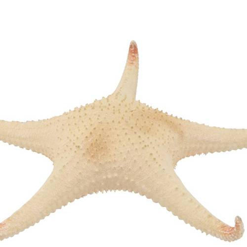 Muscheln Seestern Natur rot 30cm