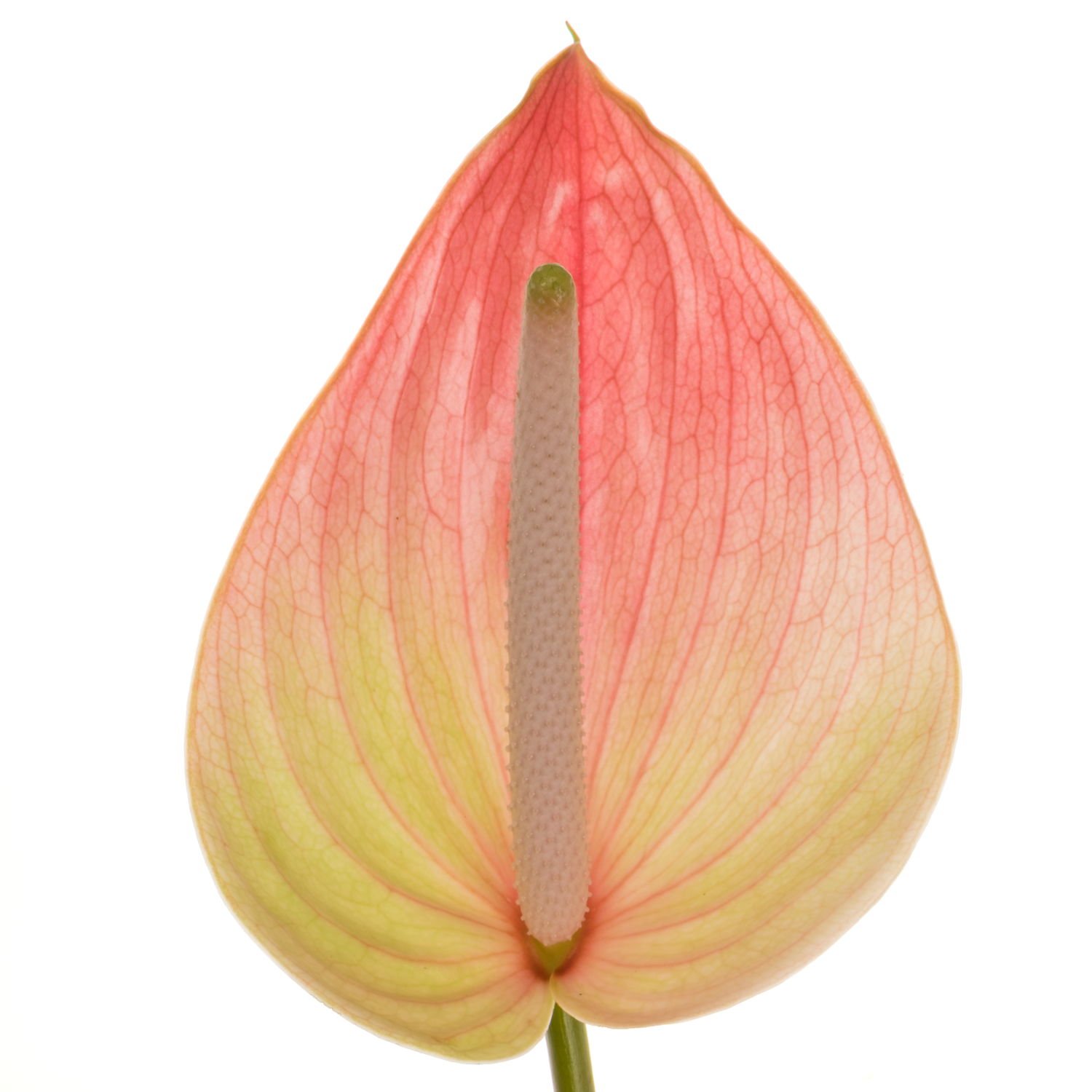 Anthurium rosa/grün Marea Blüte 9cm
