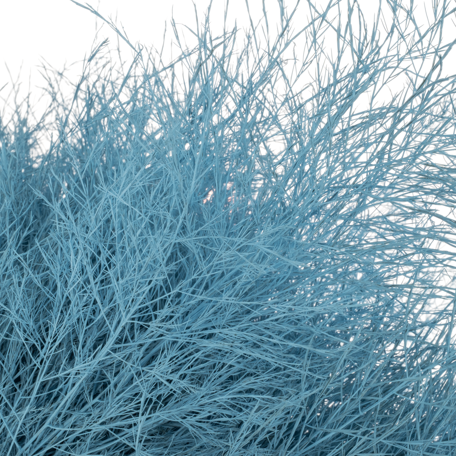 Treefarn blau gefärbt Bündel