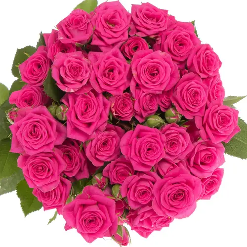 Rose verzweigt Pink Yo-Yo 3+Blüte 60cm