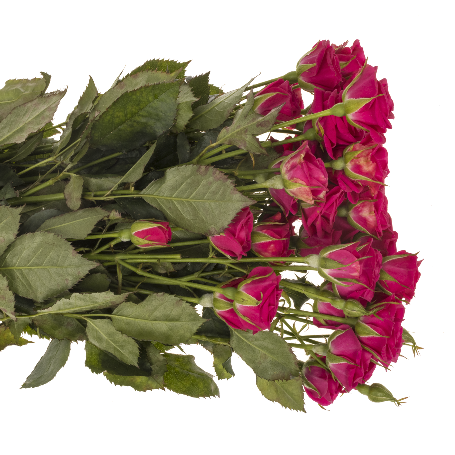 Rose verzweigt fuchsia Pink Yo-Yo 4+Blüte 60cm