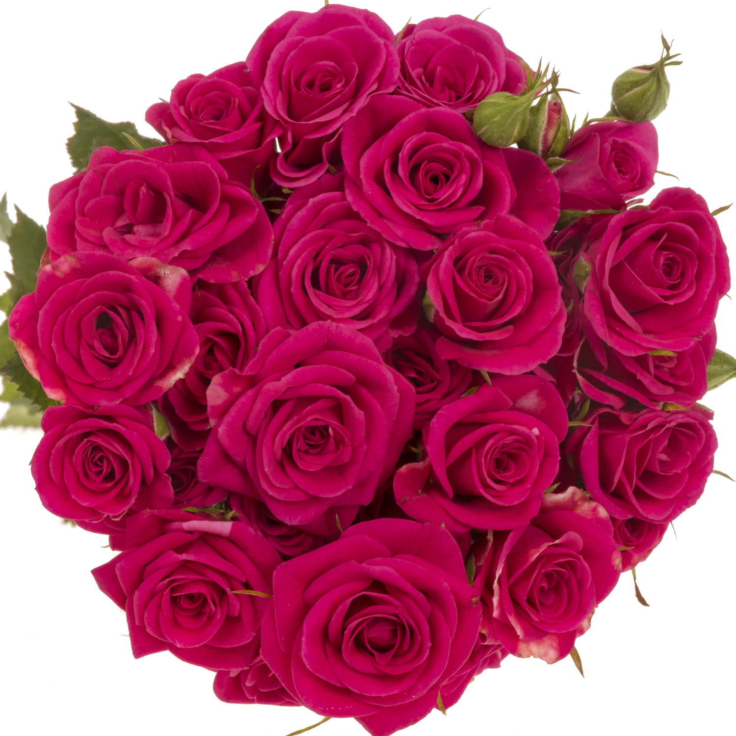 Rose verzweigt fuchsia Pink Yo-Yo 4+Blüte 60cm