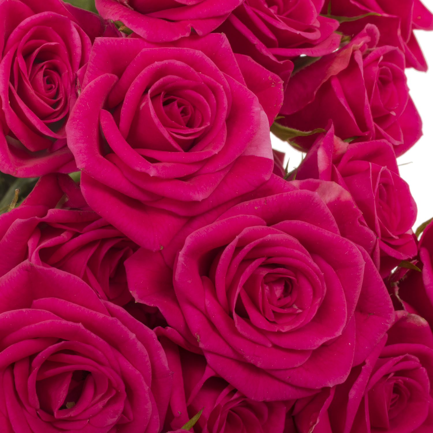 Rose verzweigt fuchsia Pink Yo-Yo 4+Blüte 60cm