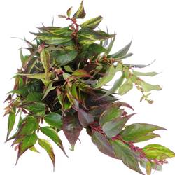 Leucothoe grün/rot Rainbow 50cm