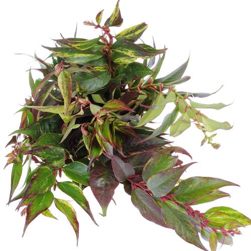 Leucothoe grün/rot Rainbow 50cm