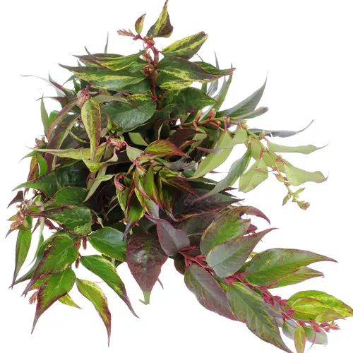 Leucothoe grün/rot Rainbow 50cm