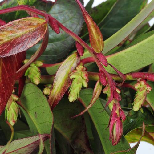 Leucothoe grün/rot Rainbow 50cm