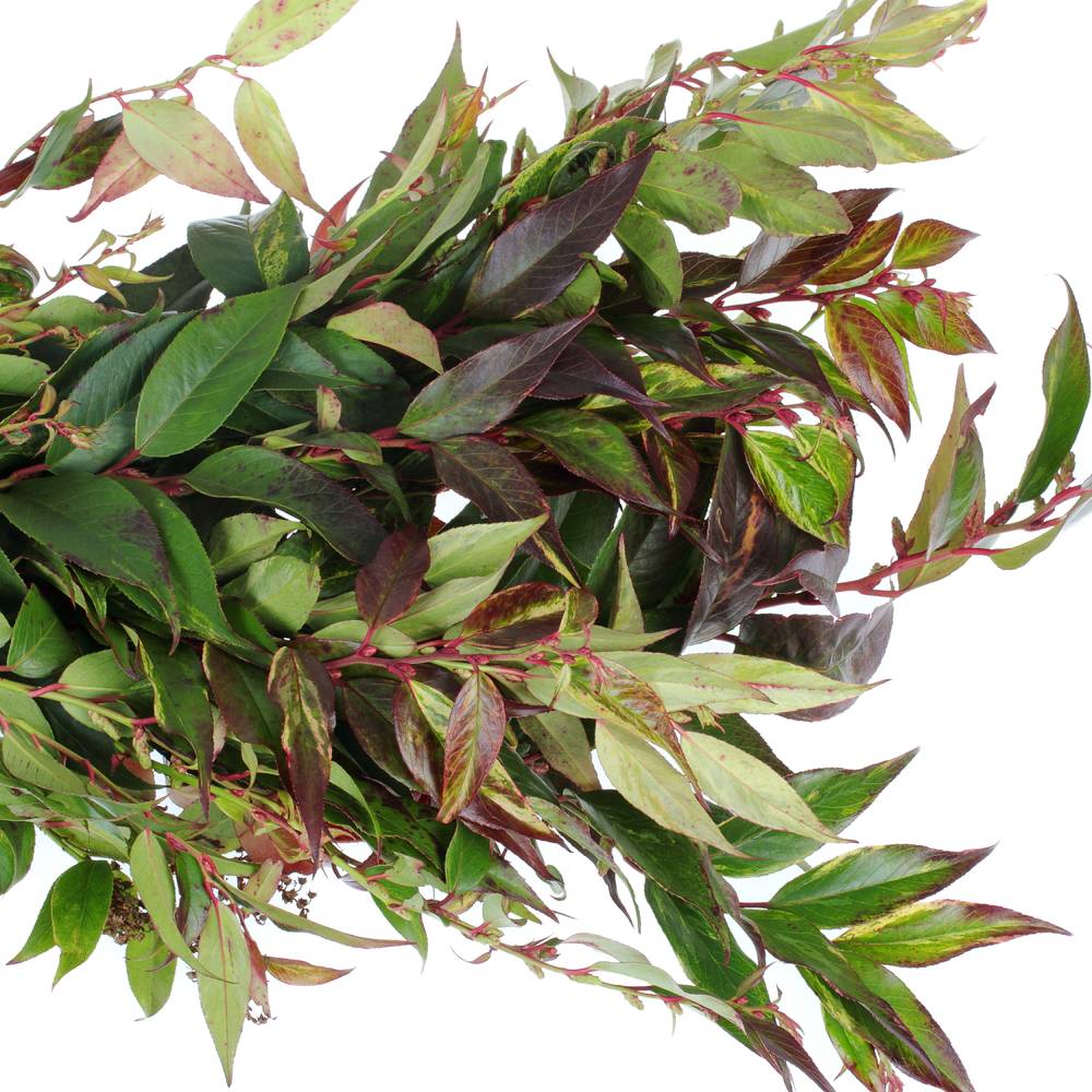 Leucothoe grün/rot Rainbow 50cm