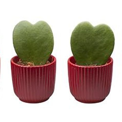 Hoya Kerrii rote Topf L65591 T06 H15