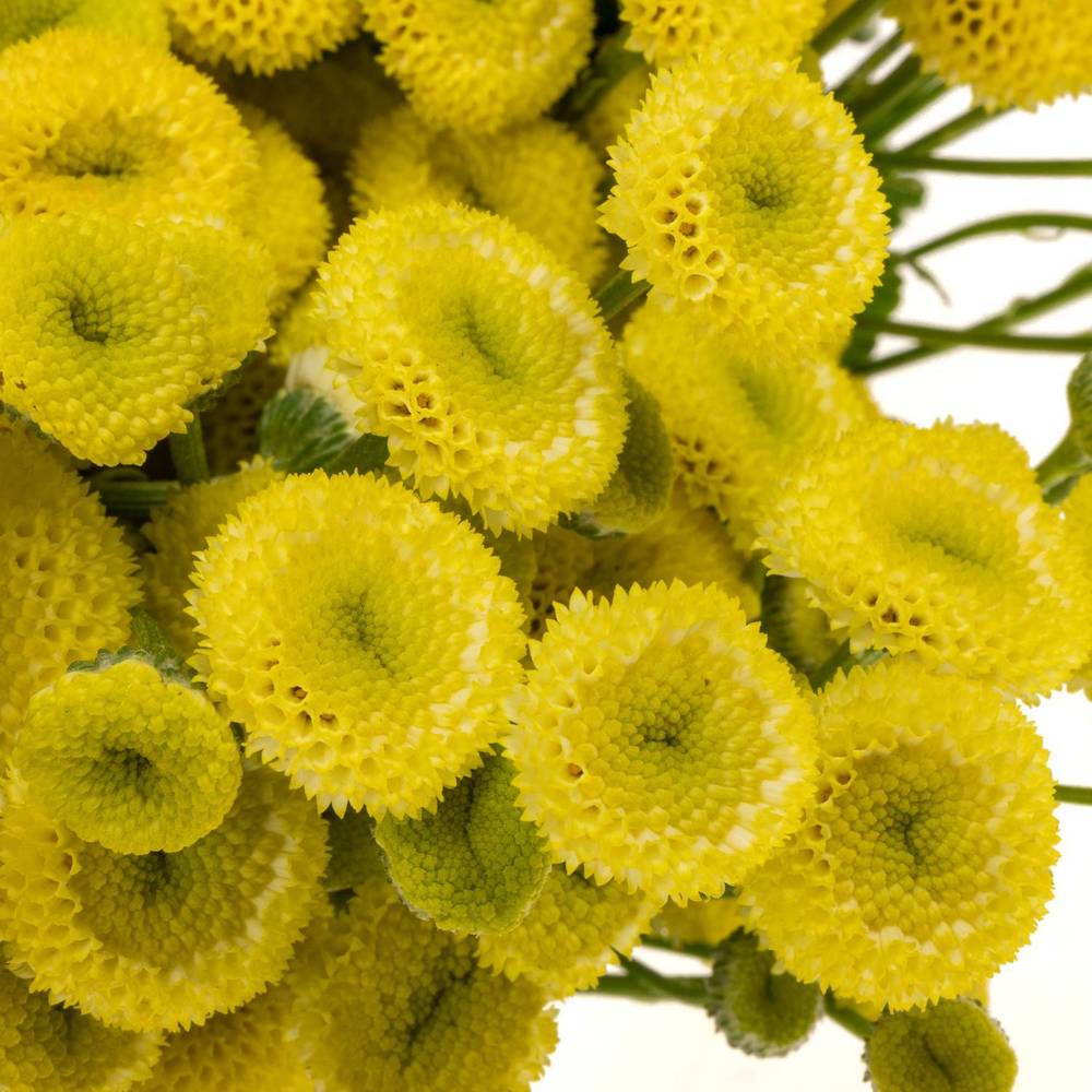 Matrecaria gelb Amazone 60cm
