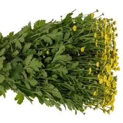 Matrecaria gelb Amazone 60cm