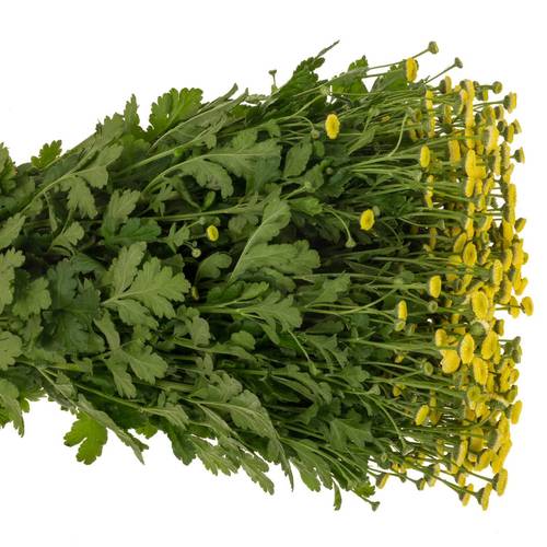 Matrecaria gelb Amazone 60cm