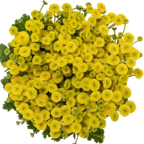 Matrecaria gelb Amazone 60cm