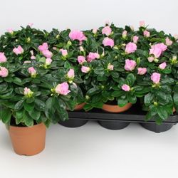Azalee rosa Basic T12 H25