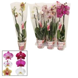 Phal.2-R mix Scenza T12 H50