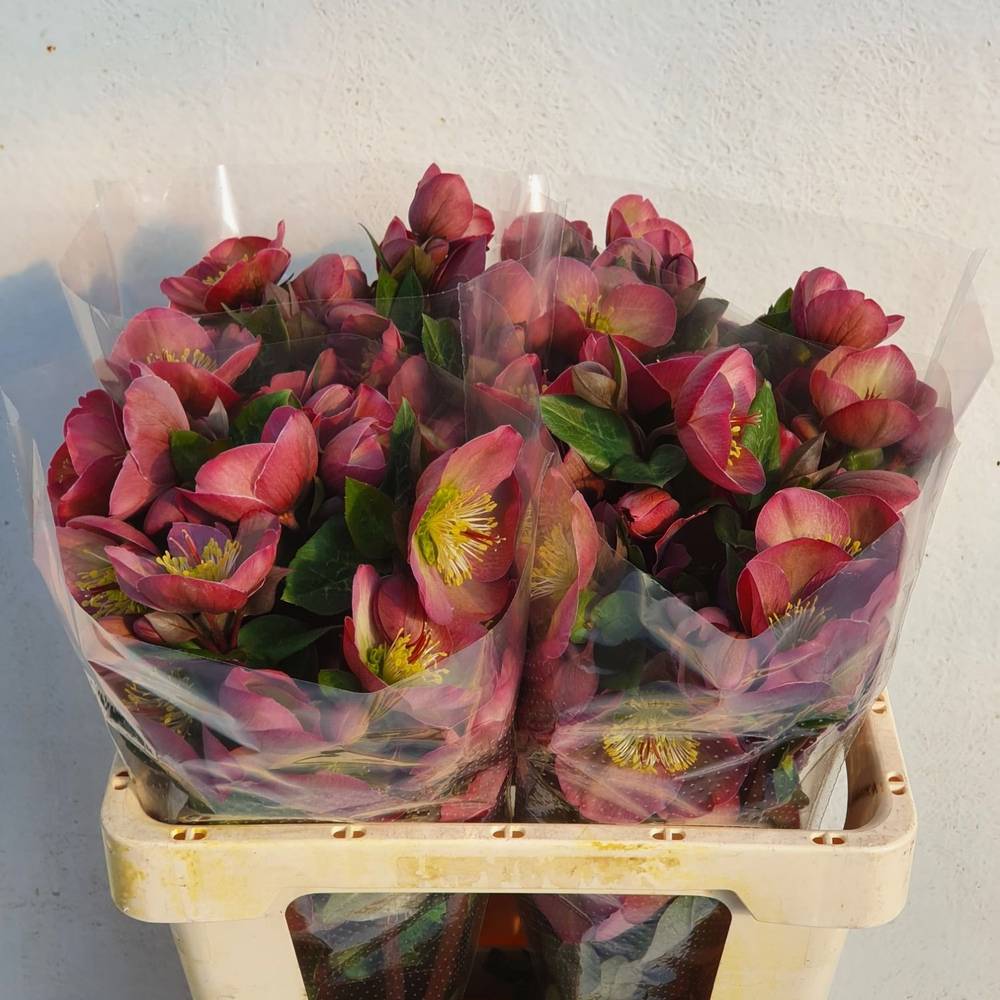 Helleborus rosa Penny s Pink 55cm x10