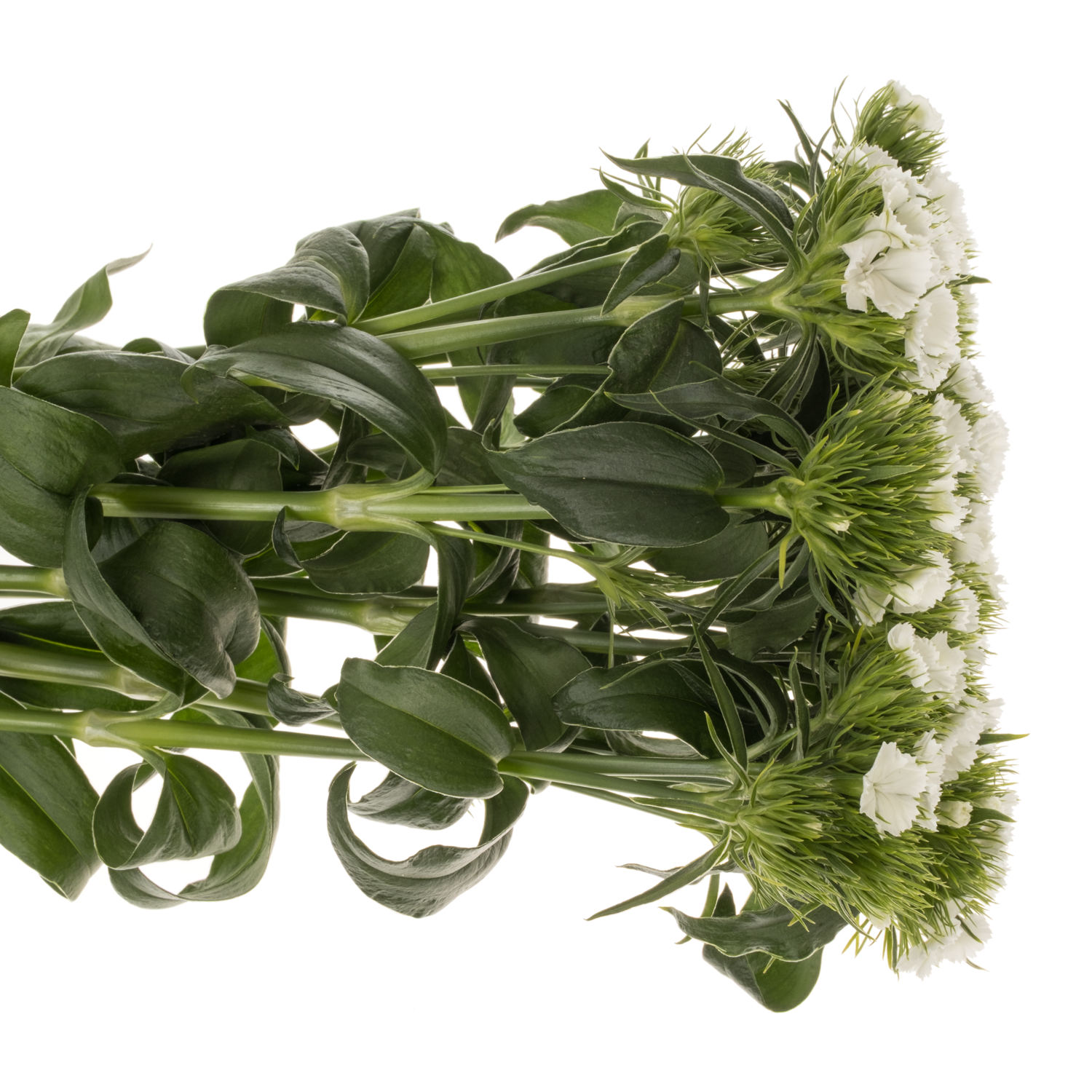 Bartnelke weiss 55cm