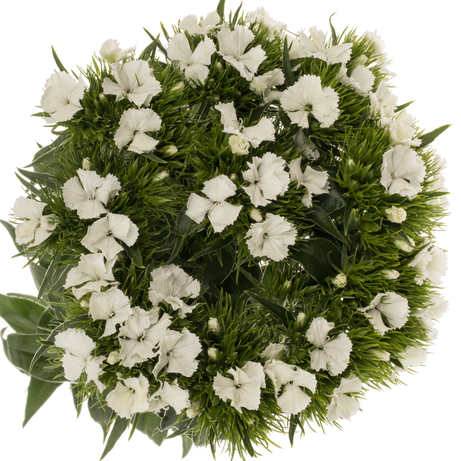 Bartnelke weiss 55cm