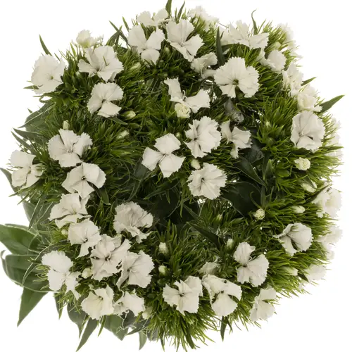 Bartnelke weiss 55cm