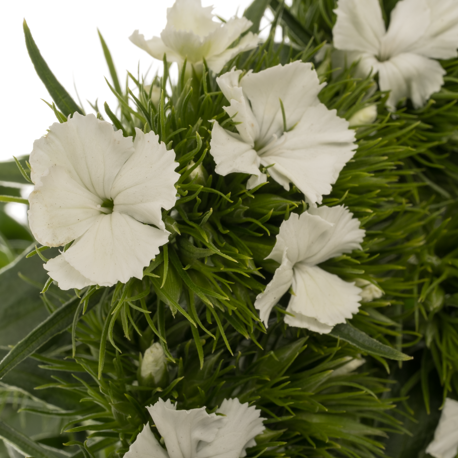 Bartnelke weiss 55cm