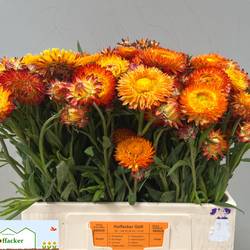 Helicrysum Orange 55cm