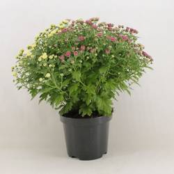 Chrys.Kugel Carnaval weiss/rosa T19 H040